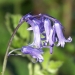 Spring in Binfield Heath